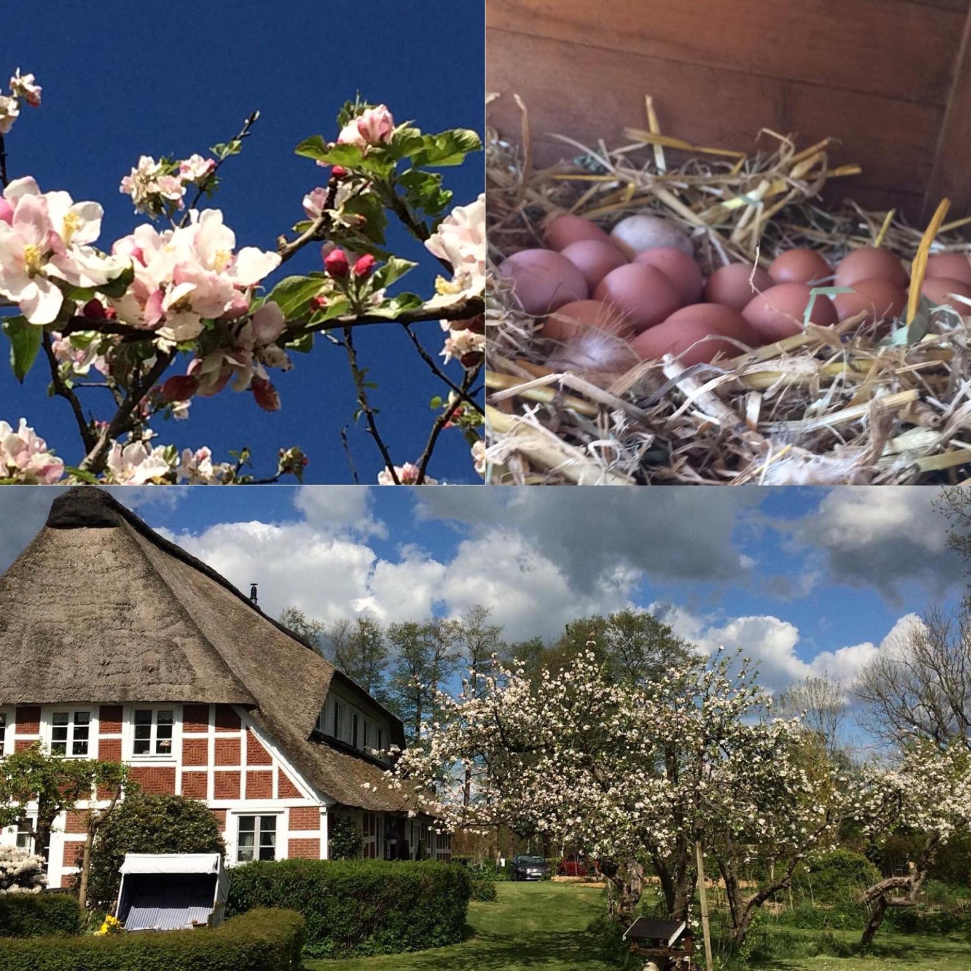 Altes Landhaus Oste, Klavier Appartement, 2 Zimmer Mit Kamin Hemmoor エクステリア 写真